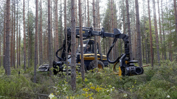 Metsiä suositellaan nykyään kasvatettavan ensiharvennusvaiheen jälkeen aavistuksen tiheämpänä kuin aikaisemmin. Tästä ei vielä tule lovea suhteelliseen arvokasvuun, mutta saadaan enemmän kuutiotuotosta. (Kuvaaja: Sami Karppinen)