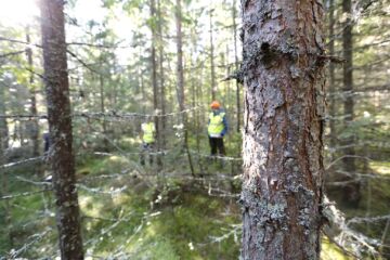 Kuivahkolla kankaalla kuusen kasvuvoima hiipuu ensiharvennusvaiheeseen tultaessa ja mänty kiilaa ohi. Näin on käynyt 39-vuotiaassa kuusikossa Keuruulla. Viljelymännyt ovat tukkikokoisia, kuuset hädin tuskin kuidun mitoissa. (Kuvaaja: Sami Karppinen)