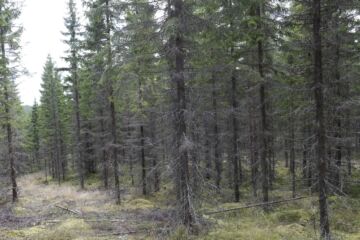 Jyväskylässä ensiharvennetun kuusikon ajourien välissä kasvaa noin 1400–1700 runkoa hehtaarilla. Käytännössä ajourien välejä ei ole juuri päästy harventamaan, vaan lähinnä tyydytty avaamaan ajourat.  (Kuvaaja: Sami Karppinen)