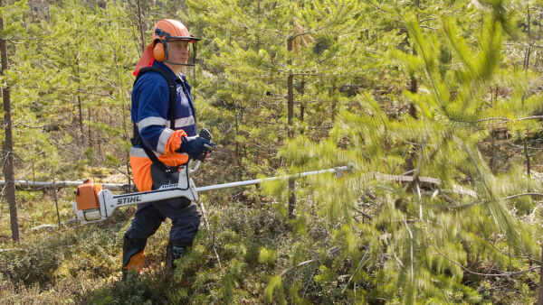 Valitse kasvatettavaksi laadukkaimmat ja samalla elinvoimaisimmat puut. (Kuvaaja: Sami Karppinen)