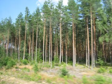 Matala korkotaso yhdistettynä korkeisiin puuhintoihin luo hyvät edellytykset metsämaan hintojen nousun jatkumiselle, kiinteistöjä välittävä Ludwig & Co arvioi. (Kuva: Wikimedia Commons)