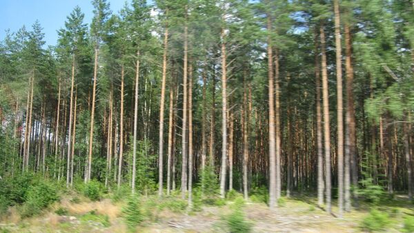Matala korkotaso yhdistettynä korkeisiin puuhintoihin luo hyvät edellytykset metsämaan hintojen nousun jatkumiselle, kiinteistöjä välittävä Ludwig & Co arvioi. (Kuva: Wikimedia Commons)
