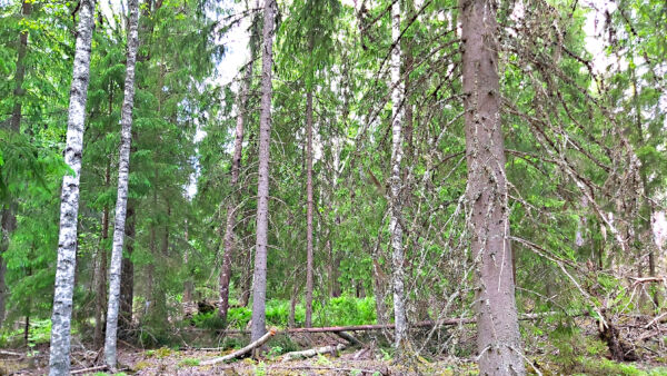 Metsätilan puumääräksi arvioitiin 805 kuutiota. Metsänhoidollinen tila oli tyydyttävä. (Kuvaaja: Hannu Liljeroos)