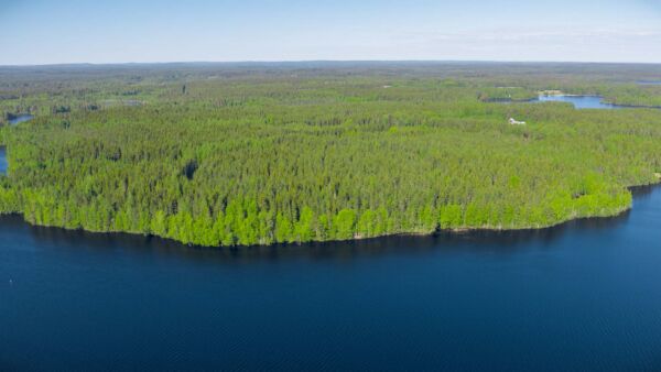 Huhujen kohteena oleva Finsilva omistaa metsää lähes 140 000 hehtaaria. (Kuvaaja: Finsilva)