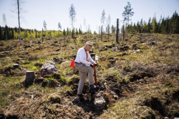Yhä isompi osa istutustaimista on jalostettua siemenalkuperää. Arkistokuva, metsänomistaja Tuomo Kärpänen istutti männyntaimia toukokuussa 2023. (Kuva: Seppo Samuli)