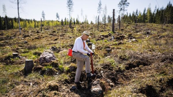 Yhä isompi osa istutustaimista on jalostettua siemenalkuperää. Männyllä ja kuusella jalostustyötä vielä riittää, mutta rauduskoivuntaimista yli 99 prosenttia huippulaatua. (Kuva: Seppo Samuli)