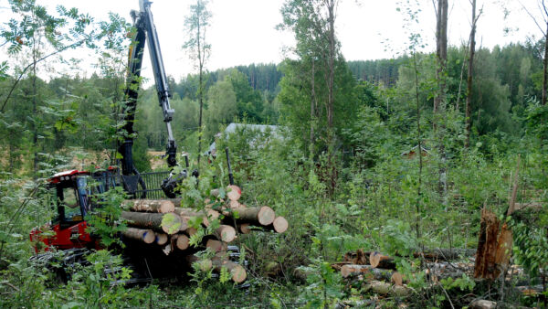 Puut lähtevät liikkeelle hakkuun jälkeen. Miten nopeasti rahat tulevat metsänomistajan tilille, siinä on vaihtelua. (Kuvaaja: Mikko Häyrynen)