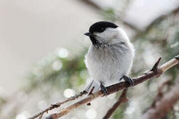 Hömötiaiset pesivät noin seitsemän päivää aikaisemmin kuin viisi vuosikymmentä sitten. (Kuvaaja: Satu Kumpula / Oulun yliopisto)