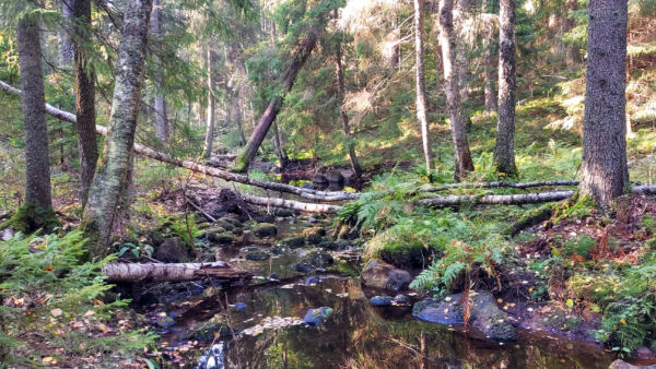 Kauhalan metsäalueella on lahopuuta moninkertaisesti verrattuna Uudenmaan metsien keskiarvoon, mikä tekee siitä tärkeän elinympäristön sadoille uhanalaisille lajeille. (Kuva: Harri Hölttä/Luonnonperintösäätiö)