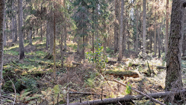 Hausjärven kunta oli saanut metsän testamentilla vuonna 2024. Alueen vanhaan metsään oli suunniteltu hakkuita, jotka nyt jäävät tekemättä. (Kuva: Risto Sulkava)