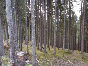 Tästä kuusikosta on kolme vuotta sitten harvennettu 150 kuutiota puuta hehtaarilta. Karkeasti arvioiden puuta on edelleen noin 1 000 kuutiota hehtaarilla. Kuusikkoa on tarkoitus kasvattaa vielä 30–40 vuotta tässä asennossa. Oikeassa reunassa näkyy parin metrin levyinen ura, jossa on ollut köysirata, jota pitkin puut on vinssattu metsätien varteen. (Kuvaaja: Sami Karppinen)