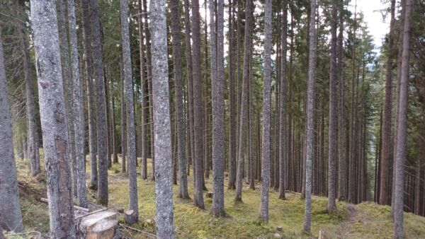 Tästä kuusikosta on kolme vuotta sitten harvennettu 150 kuutiota puuta hehtaarilta. Karkeasti arvioiden puuta on edelleen noin 1 000 kuutiota hehtaarilla. Kuusikkoa on tarkoitus kasvattaa vielä 30–40 vuotta tässä asennossa. Oikeassa reunassa näkyy parin metrin levyinen ura, jossa on ollut köysirata, jota pitkin puut on vinssattu metsätien varteen. (Kuvaaja: Sami Karppinen)