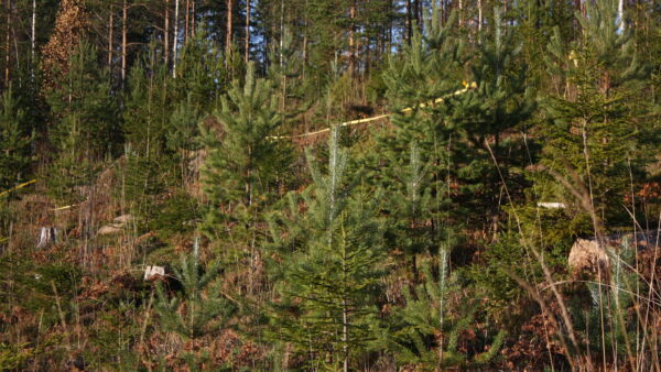 Trico-hirvikarkotteella käsiteltyjä männyntaimia. Pahin tuho syntyy, jos hirvi katkoo männyn päärangan. Tricolla käsitellään siis ensisijaisesti taimen latva ja rungon yläosa, mutta myös sivuoksien päitä voi ruiskuttaa. (Kuvaaja: Valtteri Skyttä)