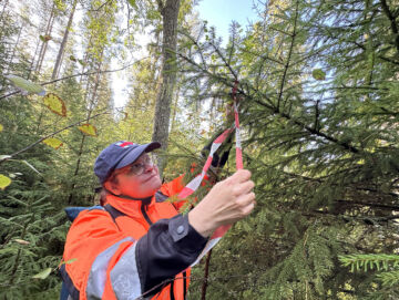 Metsänomistaja Heidi Raiski rajaa kuitunauhoin leimikolta löytyneiden raitojen ja pihlajien ympäristön hakkuussa säästettäväksi säästöpuuryhmäksi. (Kuvaaja: Tiia Puukila)