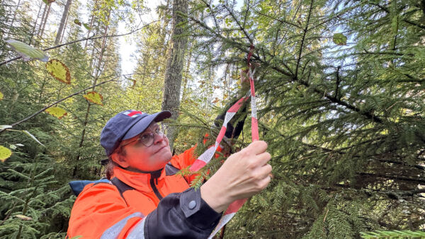 Metsänomistaja Heidi Raiski rajaa kuitunauhoin leimikolta löytyneiden raitojen ja pihlajien ympäristön hakkuussa säästettäväksi säästöpuuryhmäksi. (Kuvaaja: Tiia Puukila)