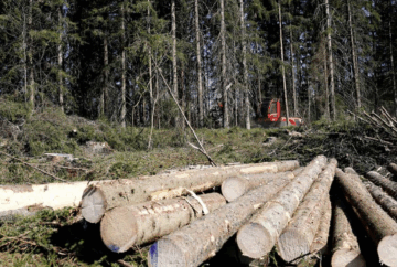 Kuusi- ja mäntytukista maksetaan tilastojen mukaan tällä hetkellä hieman alle 80 euroa kuutiometriltä. (Kuvaaja: Mikko Häyrynen)