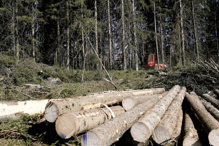 Kuusi- ja mäntytukista maksetaan tilastojen mukaan tällä hetkellä hieman alle 80 euroa kuutiometriltä. (Kuvaaja: Mikko Häyrynen)