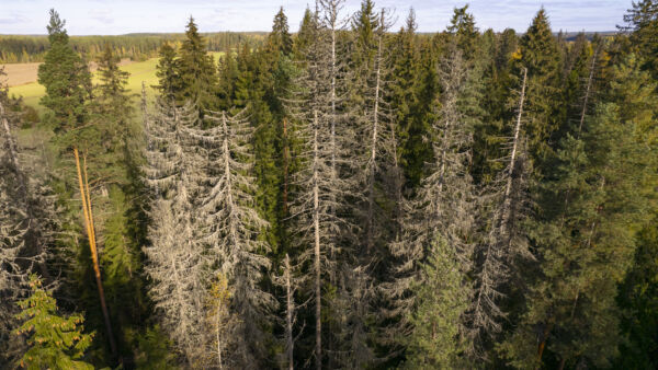 Kirjanpainajatuhot ryöpsähtivät Nastolassa Lahden itäpuolella sijaitsevassa kuusikossa kuivuuden seurauksena vuonna 2022. Metsä on Etelä-Suomen mittakaavassa vanhaa eikä siellä näy hakkuiden jälkiä. (Kuvaaja: Seppo Samuli)