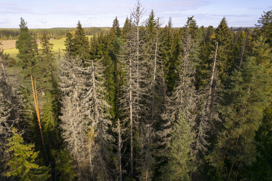 Kirjanpainajatuhot ryöpsähtivät Nastolassa Lahden itäpuolella sijaitsevassa kuusikossa kuivuuden seurauksena vuonna 2022. Metsä on Etelä-Suomen mittakaavassa vanhaa eikä siellä näy hakkuiden jälkiä. (Kuvaaja: Seppo Samuli)