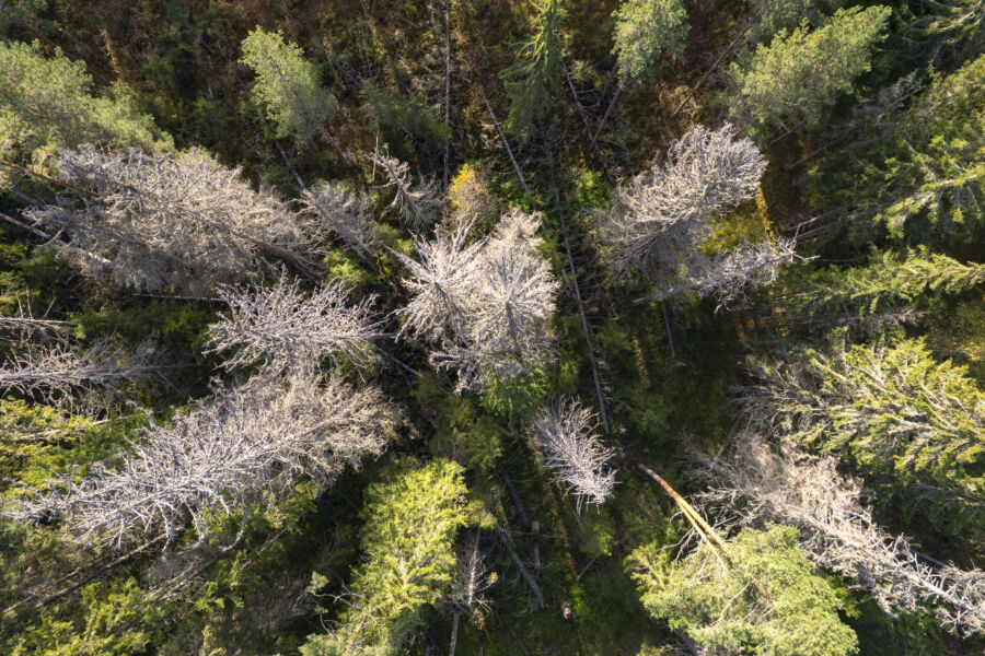 Moni kuolleista kuusista on parin vuoden aikana kaatunut tai katkennut. Lisää kuusia on kuivanut pystyyn. (Kuvaaja: Seppo Samuli)