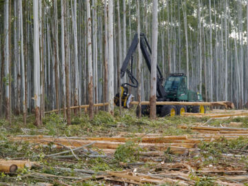 Paraguayn selluteollisuus alkaa käyttää nopeakasvuista eukalyptusta. Paraguayssa sato valmistuu noin seitsemässä vuodessa, kun eteläisemmässä Uruguayssa siihen kuluu kymmenisen vuotta. Arkistokuvassa eukalyptuksen korjuuta Uruguayssa. (Kuva: Mikko Riikilä)