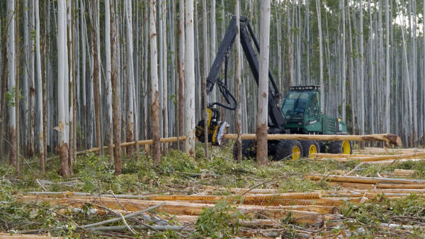 Paraguayn selluteollisuus alkaa käyttää nopeakasvuista eukalyptusta. Paraguayssa sato valmistuu noin seitsemässä vuodessa, kun eteläisemmässä Uruguayssa siihen kuluu kymmenisen vuotta. Arkistokuvassa eukalyptuksen korjuuta Uruguayssa. (Kuva: Mikko Riikilä)