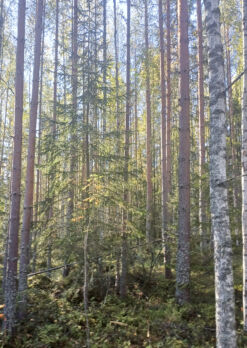 Harventamaton männikkö tuottaa puuta enemmän kuin harvennettu, mutta tukkisaanto jää vähäisemmäksi. (Kuvaaja: Sami Karppinen)