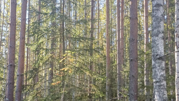 Harventamaton männikkö tuottaa puuta enemmän kuin harvennettu, mutta tukkisaanto jää vähäisemmäksi. (Kuvaaja: Sami Karppinen)