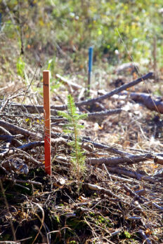 Niin lannoitetut kuin lannoittamattomat taimet kasvoivat kesäkuun ja syyskuun välisenä aikana keskimäärin 11 senttiä.