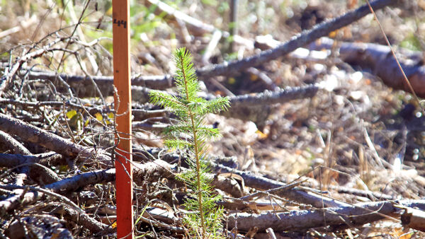 Niin lannoitetut kuin lannoittamattomat taimet kasvoivat kesäkuun ja syyskuun välisenä aikana keskimäärin 11 senttiä.
