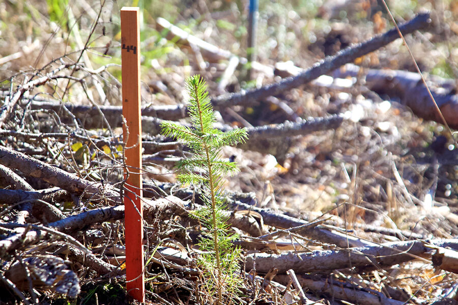 Niin lannoitetut kuin lannoittamattomat taimet kasvoivat kesäkuun ja syyskuun välisenä aikana keskimäärin 11 senttiä.