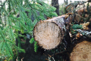 Puun hintojen tavoin myös viikko-ostojen määrä on syöksynyt rajusti alaspäin. (Kuvaaja: Mikko Riikilä)