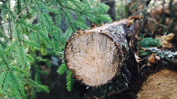 Puun hintojen tavoin myös viikko-ostojen määrä on syöksynyt rajusti alaspäin. (Kuvaaja: Mikko Riikilä)