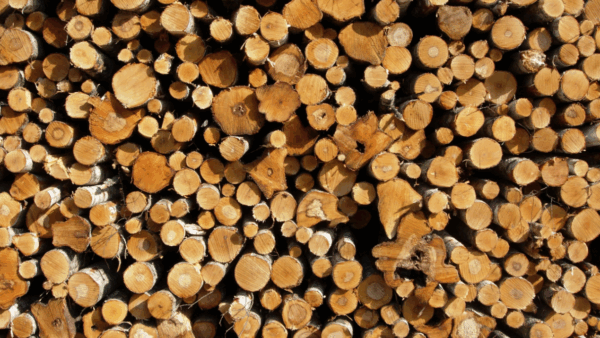 Harvestia hankkii koivukuitua Kuopioon kauimmillaan satojen kilometrien päästä Pohjois-Pohjanmaalta asti. (Kuva: Mikko Häyrynen)