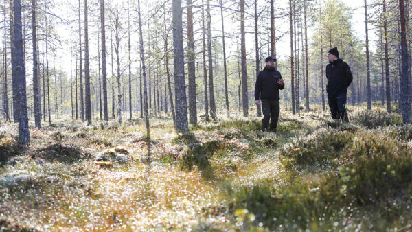 Luontovarma aikoo löytää liiketoimintamahdollisuuksia sieltä, missä perinteisen metsätalouden bisnestä ei tehdä. Se voi tarkoittaa esimerkiksi soiden ennallistamista. Toimitusjohtaja Panu Pettinen (vas.) ja liiketoimintajohtaja Tuomas Kähö tutustuivat mahdolliseen ennallistamiskohteeseen Multialla Keski-Suomessa.  (Kuvaaja: Sami Karppinen)