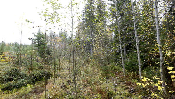 Oikealla sijaitsevaan puroon on uudistushakkuussa jätetty noin kymmenen metrin suojavyöhyke. Käsittelemätöntä suojavyöhykettä on levennetty 20 metriin taimikonhoitovaiheessa, koska tila kuuluu FSC-sertifiointiin. (Kuvaaja: Sami Karppinen)