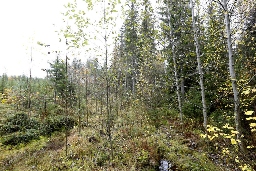 Oikealla sijaitsevaan puroon on uudistushakkuussa jätetty noin kymmenen metrin suojavyöhyke. Käsittelemätöntä suojavyöhykettä on levennetty 20 metriin taimikonhoitovaiheessa, koska tila kuuluu FSC-sertifiointiin. (Kuvaaja: Sami Karppinen)