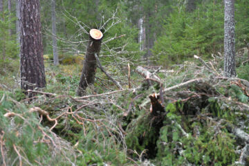 Metsäkeskuksen metsänkäyttöilmoituksissa on ilmoitettu myrskytuhoja tammikuun alun ja syyskuun lopun välisenä aikana yhteensä runsaat 17 100 hehtaaria. (Kuvaaja: Juha Sinisalo)