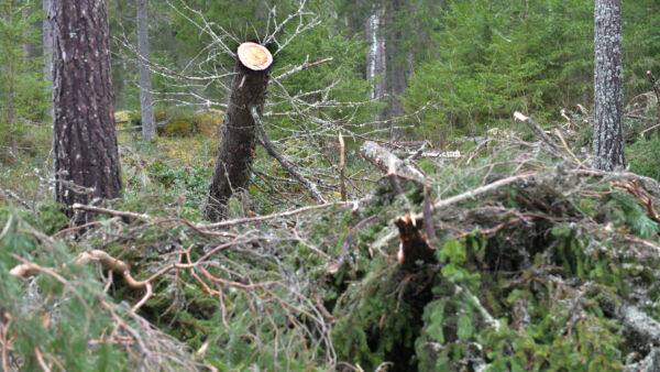 Metsäkeskuksen metsänkäyttöilmoituksissa on ilmoitettu myrskytuhoja tammikuun alun ja syyskuun lopun välisenä aikana yhteensä runsaat 17 100 hehtaaria. (Kuvaaja: Juha Sinisalo)