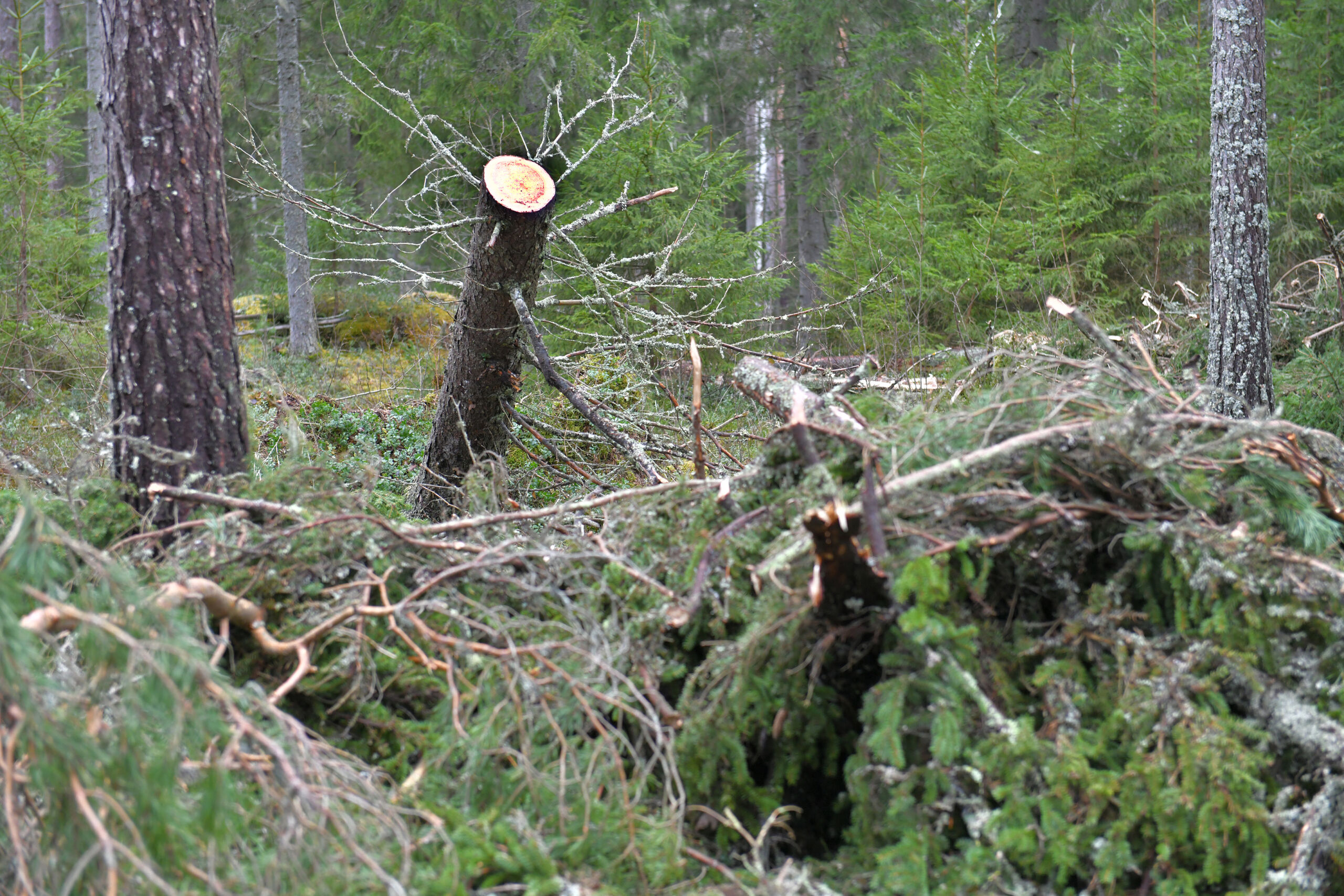 Metsätuhoilmoitukset liki tuplaantuneet ­­– Hyönteistuhojen määrä laskenut