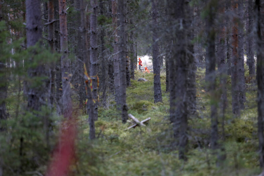 Tilarajan avoimena pitäminen ja leimikon nauhoittaminen ovat toimivia keinoja välttää vahinkohakkuita naapurin puolella. Arkistokuva tilarajalta hirvijahdista. (Kuvaaja: Sami Karppinen)