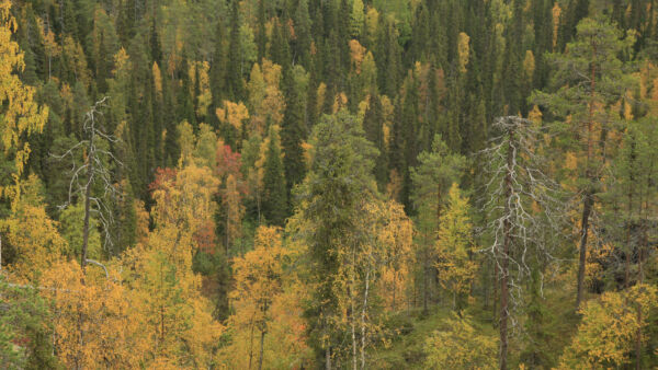 Ruotsissa metsää omistaa noin 300 000 yksityismetsänomistajaa, Suomessa noin 600 000. (Kuvaaja: Antero Aaltonen)
