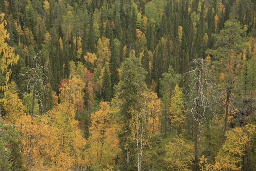 Ruotsissa metsää omistaa noin 300 000 yksityismetsänomistajaa, Suomessa noin 600 000. (Kuvaaja: Antero Aaltonen)