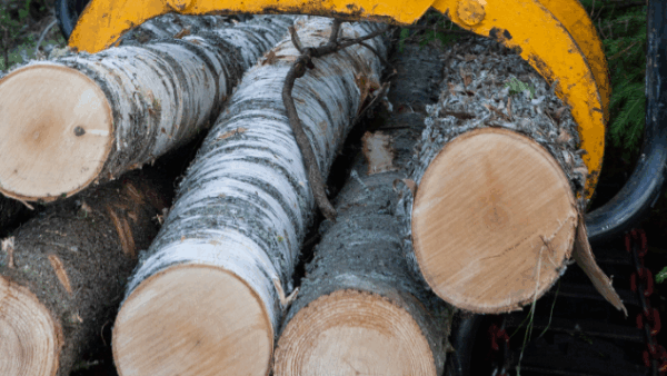 Leimikosta tehtiin kaksi tarjousta, joista yksityisen sahan tarjous oli liki 70 prosenttia metsäyhtiön tarjousta korkeampi. (Kuva: Mikko Riikilä)