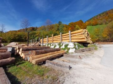 Kuusitukista maksetaan Saksassa metsätien varressa ennätyskorkeita hintoja. Nämä kuoritut puut ovat Saksan Baijerissa sijaitsevan Holz Dieterichin sahan pihalla odottamassa sahausta. (Kuvaaja: Sami Karppinen)
