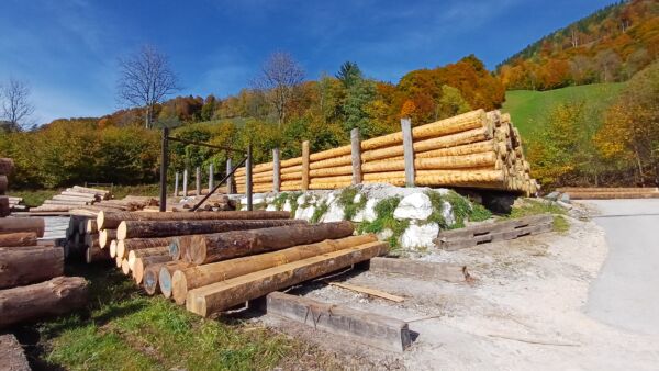 Kuusitukista maksetaan Saksassa metsätien varressa ennätyskorkeita hintoja. Nämä kuoritut puut ovat Saksan Baijerissa sijaitsevan Holz Dieterichin sahan pihalla odottamassa sahausta. (Kuvaaja: Sami Karppinen)