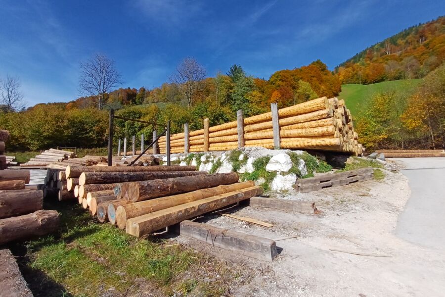 Kuusitukista maksetaan Saksassa metsätien varressa ennätyskorkeita hintoja. Nämä kuoritut puut ovat Saksan Baijerissa sijaitsevan Holz Dieterichin sahan pihalla odottamassa sahausta. (Kuvaaja: Sami Karppinen)