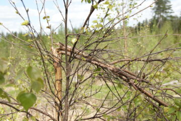 hirven syömä koivutaimikko