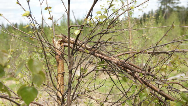hirven syömä koivutaimikko