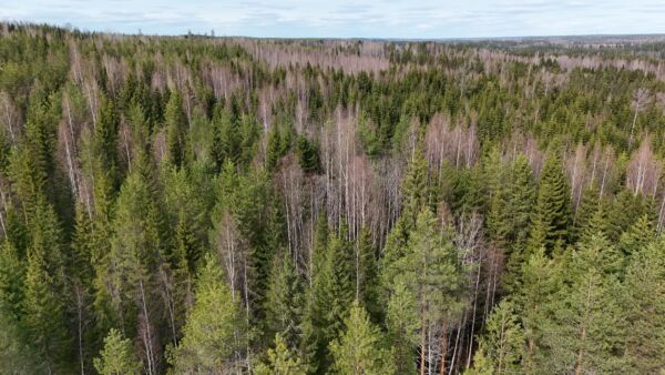 Hankkeemme on suunniteltu suomalaisille talousmetsille. (Kuva: Ecobase)